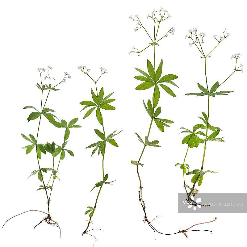 德国白色背景上的香车叶草影棚拍摄图片素材