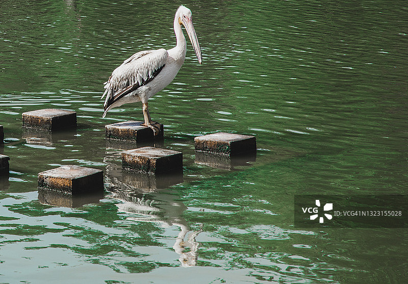 大白鹈鹕看着自己在湖中的倒影图片素材