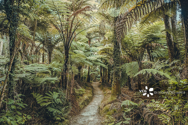 亚伯塔斯曼国家公园的原始灌木丛图片素材