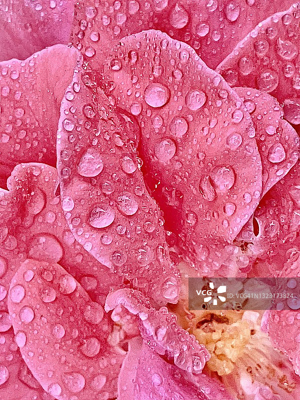 盛开的法国蔷薇花朵特写，带有水滴图片素材