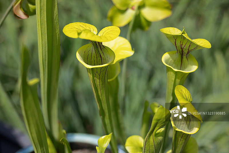 绿色喇叭猪笼草的特写图片素材