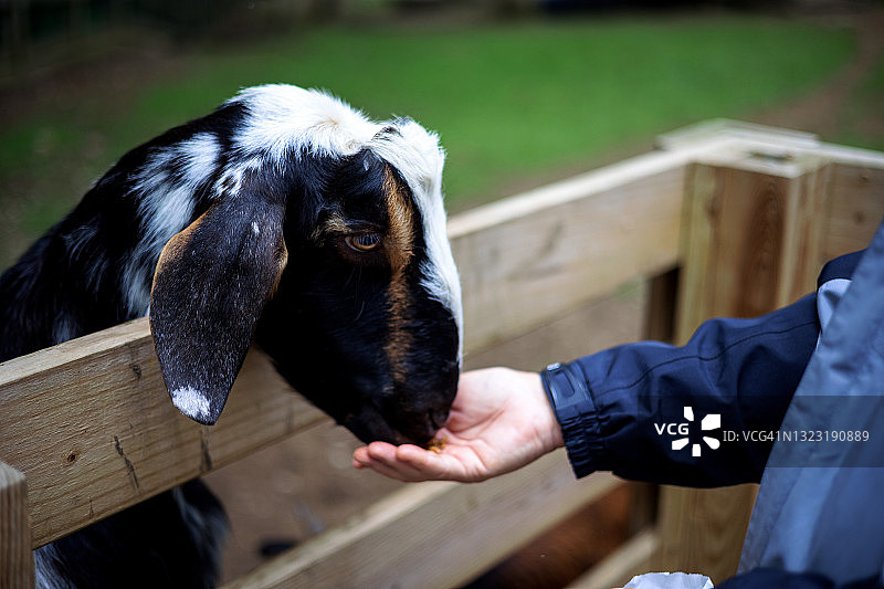 人物隔着木栅栏喂食山羊图片素材