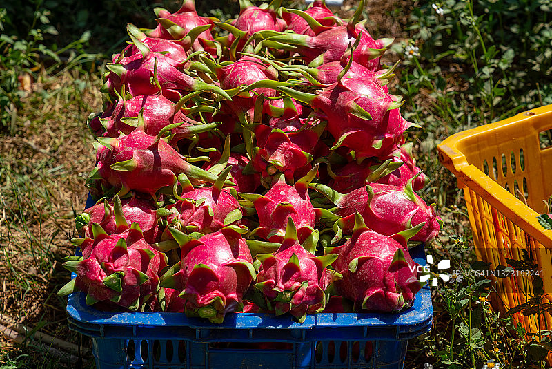 越南火龙果种植园图片素材