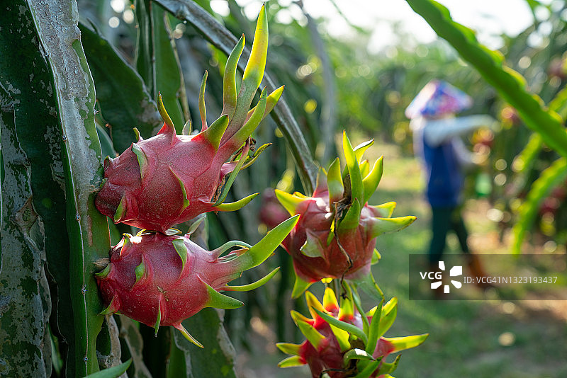 越南火龙果种植园图片素材
