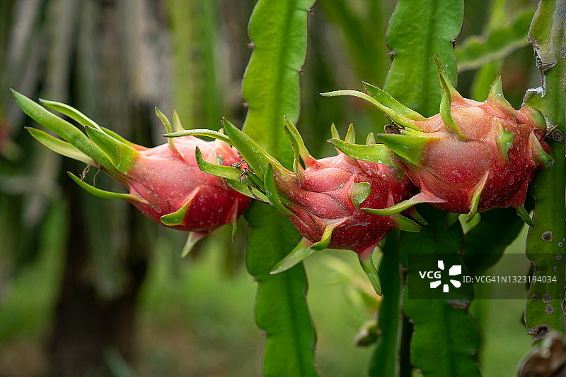 越南火龙果种植园图片素材