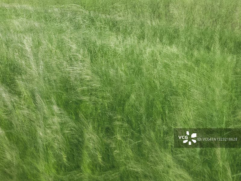 风中摇曳的草的动态模糊图片素材