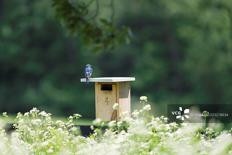 鸟屋上的蓝知更鸟图片素材