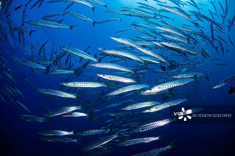 梭鱼群图片素材