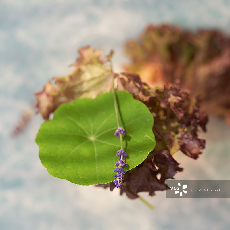 旱金莲、罗莎和英国薰衣草图片素材