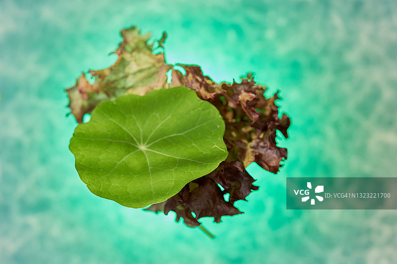 旱金莲和罗莎红生菜图片素材