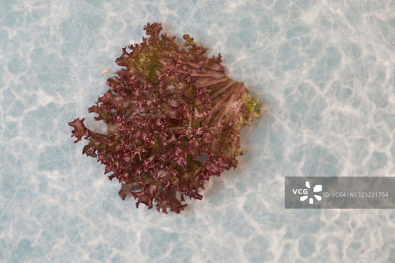 罗莎红生菜叶图片素材