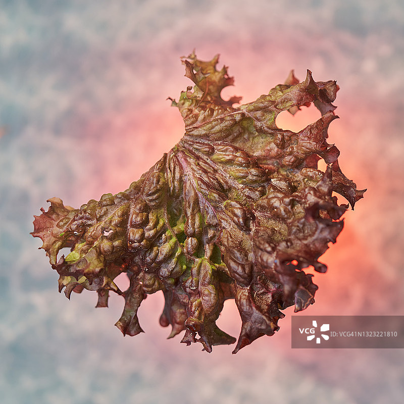 罗莎红生菜叶图片素材