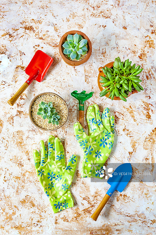 多肉盆栽（Echeveria Elegans）（Adromischus cristatus var. clavifolius）和园艺工具的扁平风格组合图片素材
