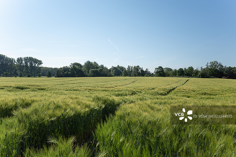 晴空下田野草或稻穗顶端特写图片素材