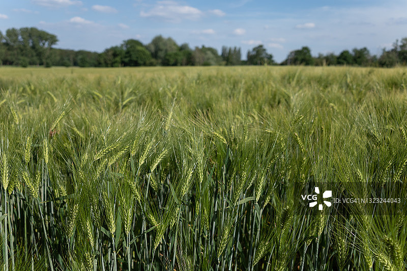 晴空下田野草或稻穗顶端特写图片素材