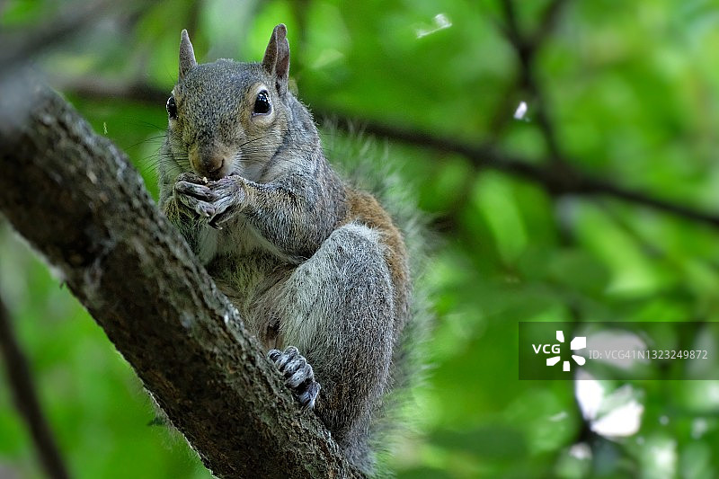 树枝背景上吃饼干的松鼠图片素材