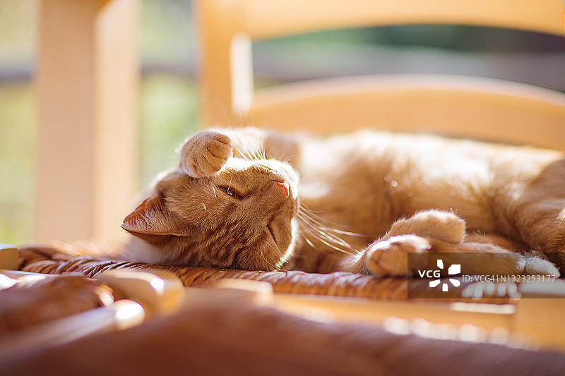 沐浴在阳光下的姜黄色猫咪照片图片素材