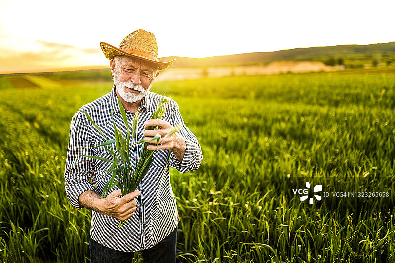 快乐的农民在麦田里劳作并检查他的植物图片素材