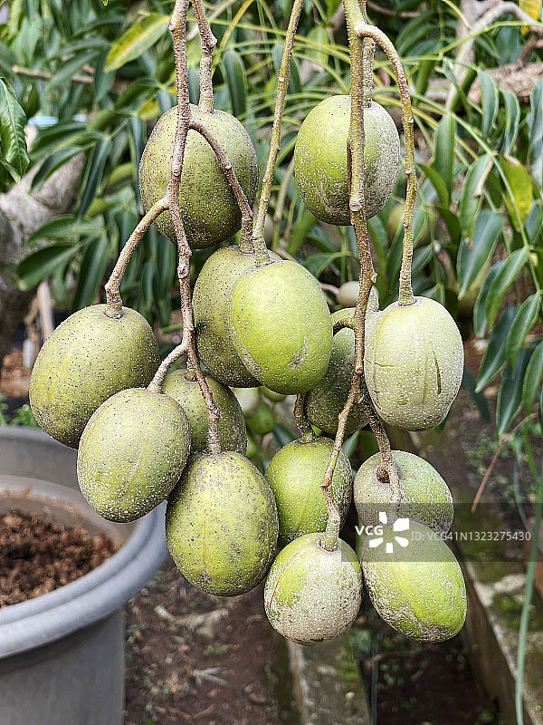 冷东、安巴雷拉、六月李果图片素材