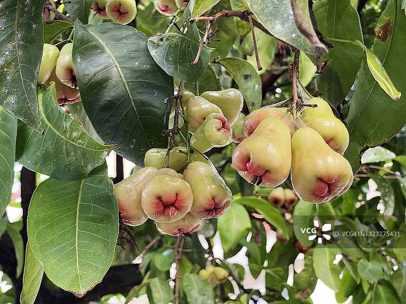 水苹果图片素材