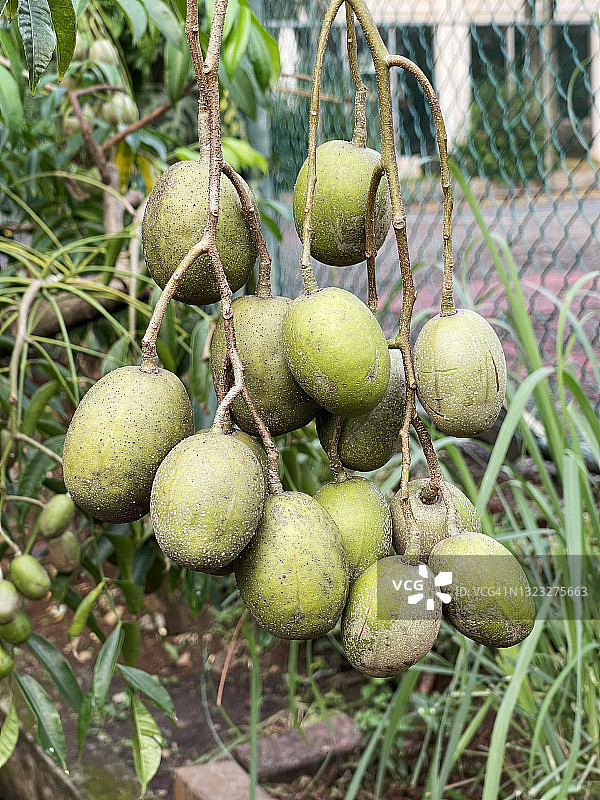 冷东、安巴雷拉、六月李果图片素材