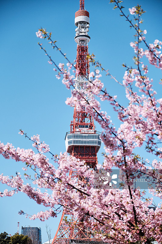 东京铁塔与樱花图片素材
