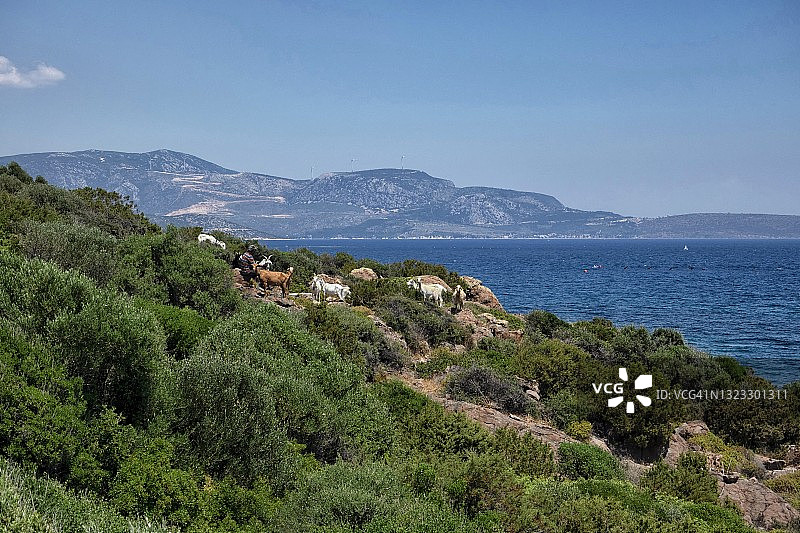 卡拉布伦半岛海边附近的小山羊群和牧羊人图片素材