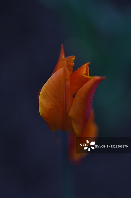 郁金香的诱惑瞬间图片素材