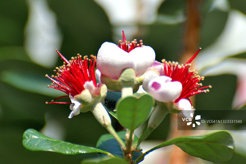 费约果/凤梨番石榴花图片素材