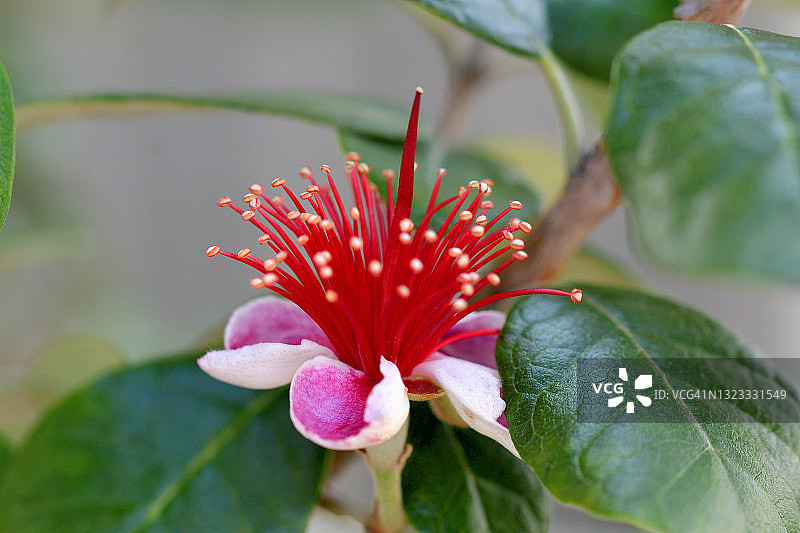 费约果/凤梨番石榴花图片素材