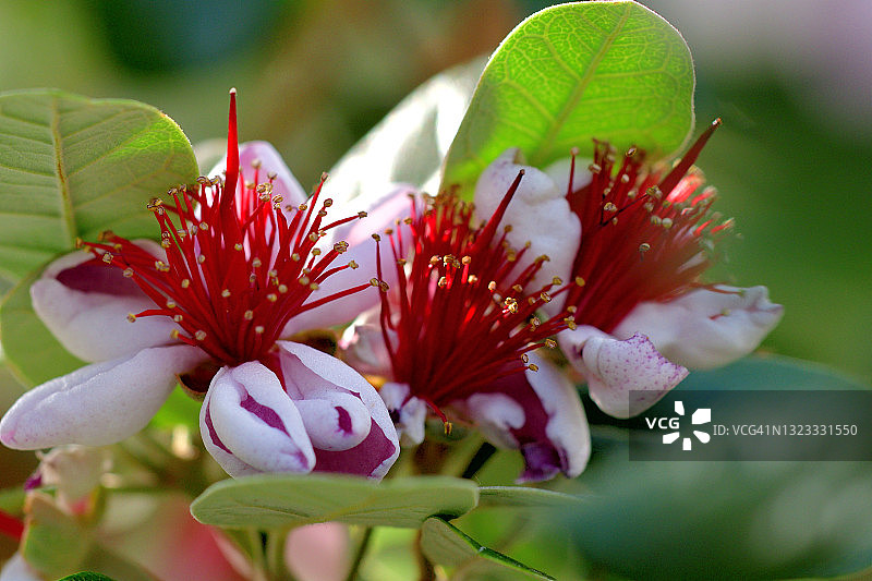 费约果/凤梨番石榴花图片素材