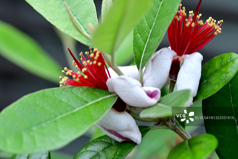 费约果/凤梨番石榴花图片素材