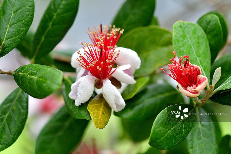 费约果/凤梨番石榴花图片素材