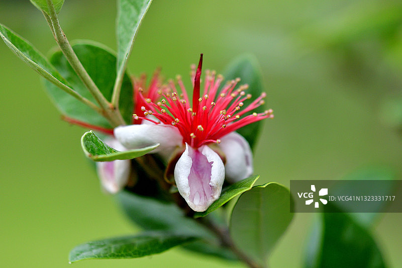 费约果/凤梨番石榴花图片素材