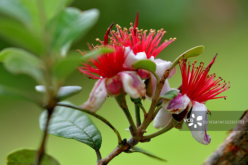 费约果/凤梨番石榴花图片素材