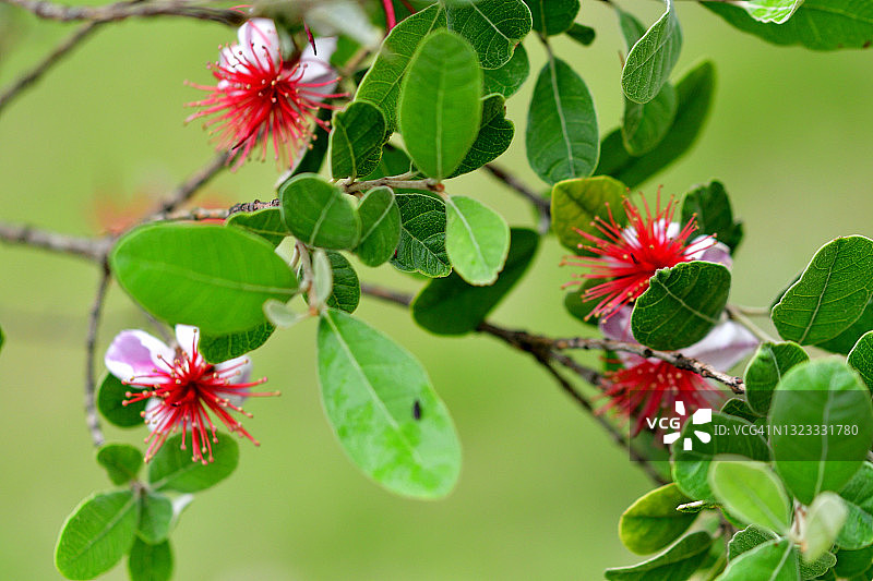 费约果/凤梨番石榴花图片素材