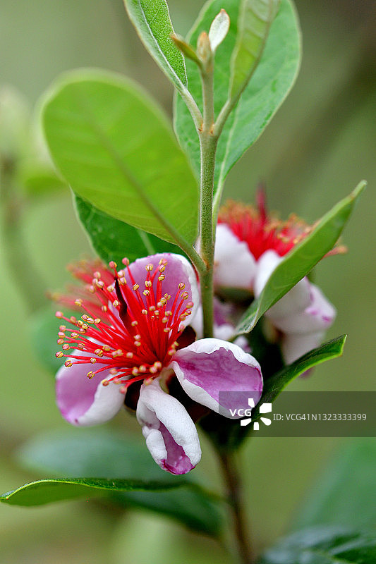 费约果/凤梨番石榴花图片素材