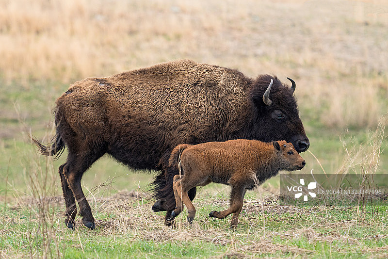 小野牛和母亲图片素材