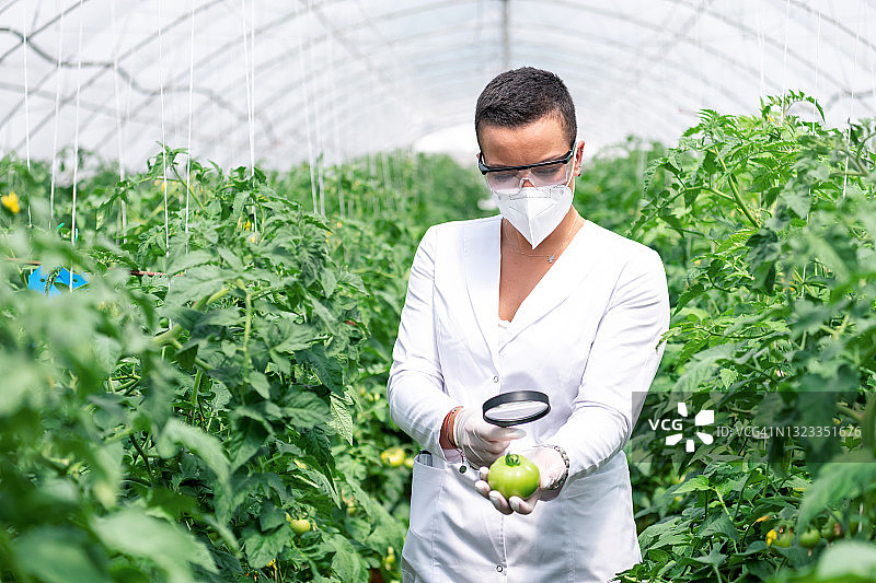 女人在小企业温室商店工作，她正在检查植物图片素材