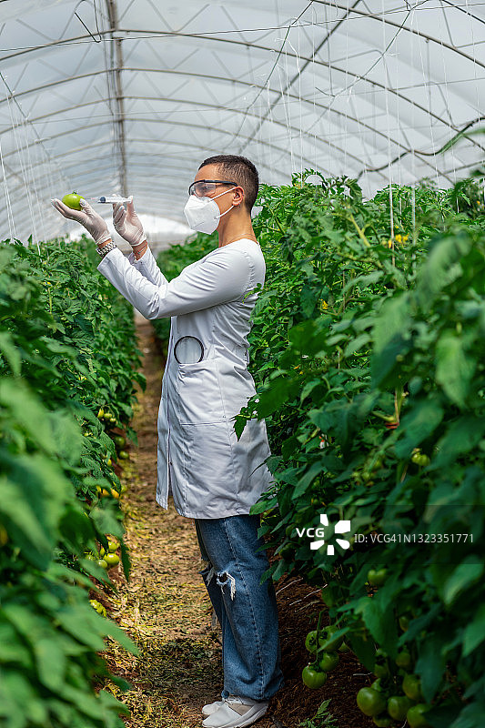 戴着口罩和手套的女科学家将化学品注入温室里悬挂在树枝上的西红柿中图片素材