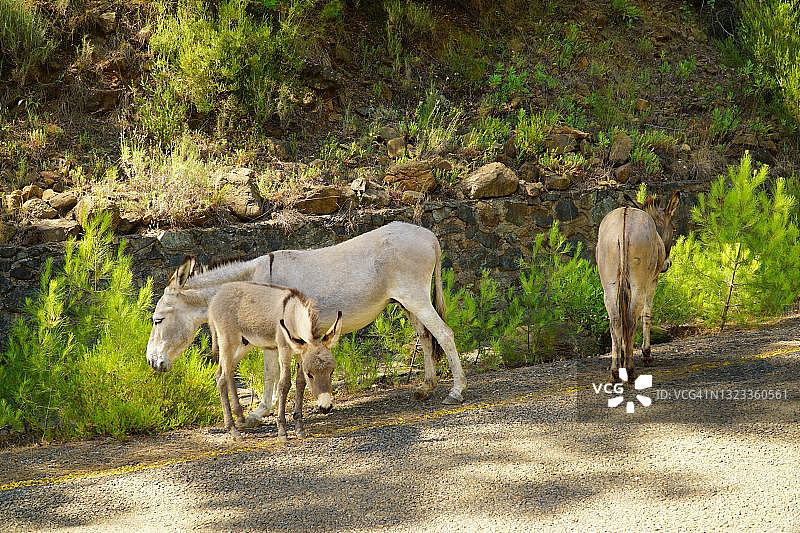 马尔马里斯，土耳其图片素材