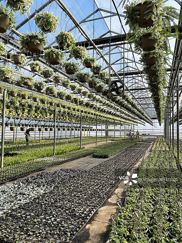 加拿大安大略省温室内部图片素材
