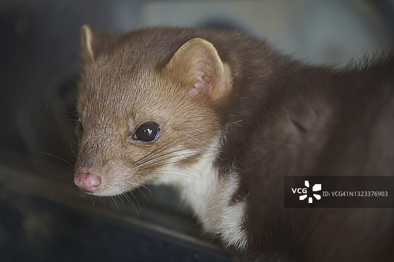 石貂，榉树貂，Martes foina图片素材