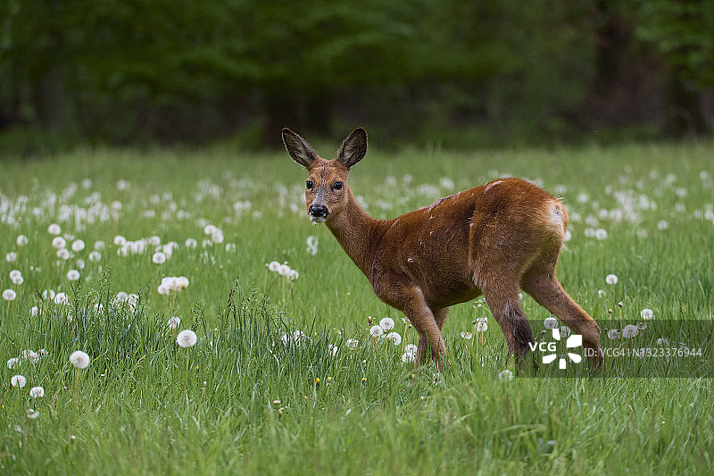 狍图片素材
