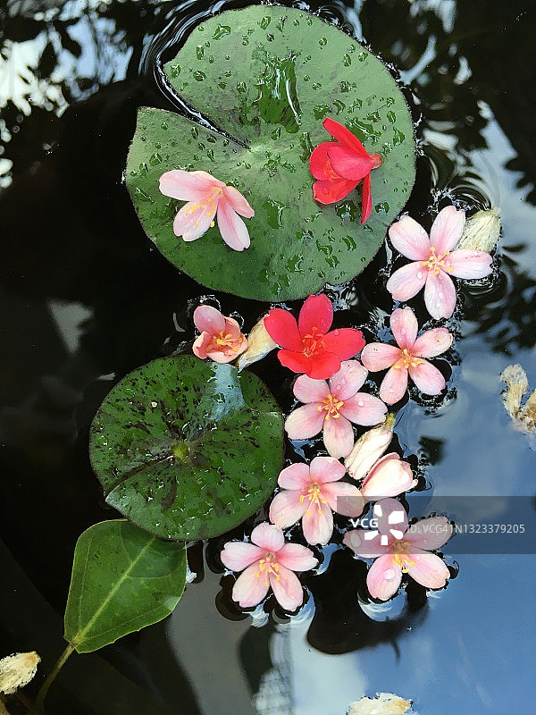 花卉设计图片素材