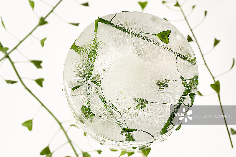 冰冻的野生荠菜花图片素材