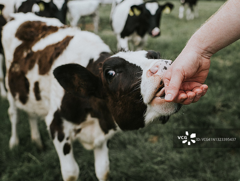 小牛伸出手吮吸人手图片素材