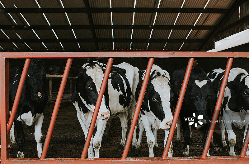 大型牛棚里的奶牛图片素材