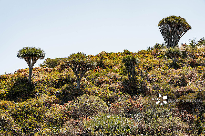 加那利群岛拉帕尔马岛的龙血树景观图片素材
