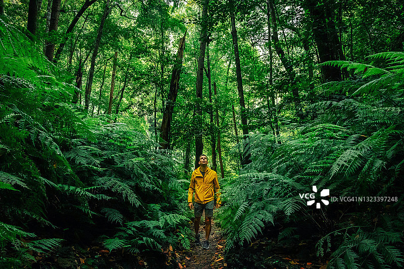 身穿黄色外套的徒步者走在帕尔马岛的茂密森林中图片素材